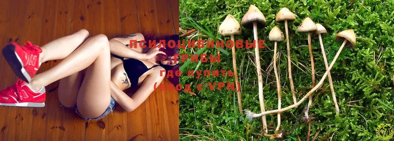 Псилоцибиновые грибы MAGIC MUSHROOMS  blacksprut маркетплейс  darknet Telegram  Валуйки 